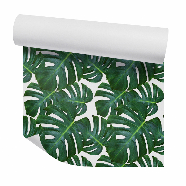 Papier peint Monstera grande feuille verte